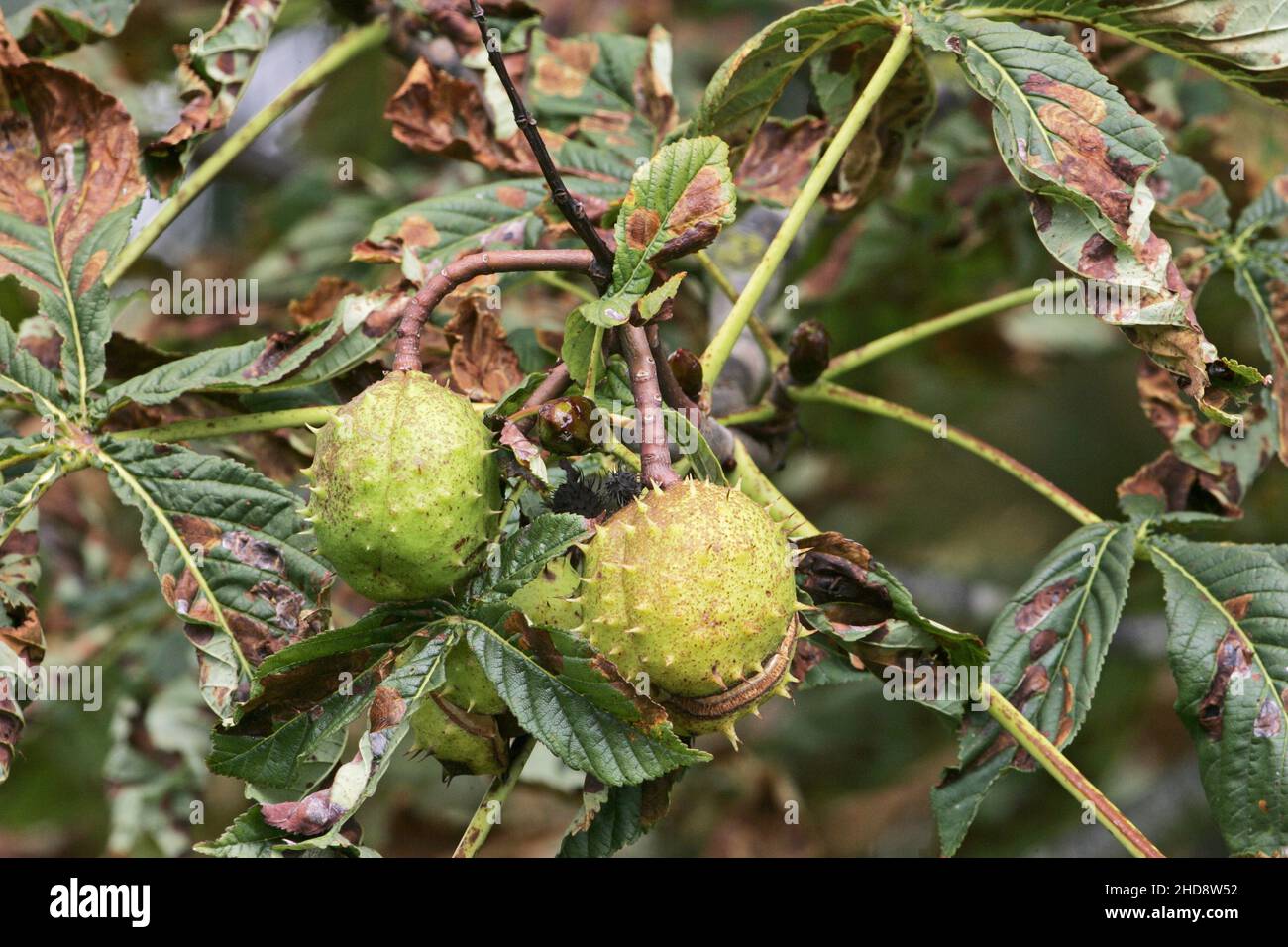 Le Marronnier Aesculus hippocastanum fruit Banque D'Images