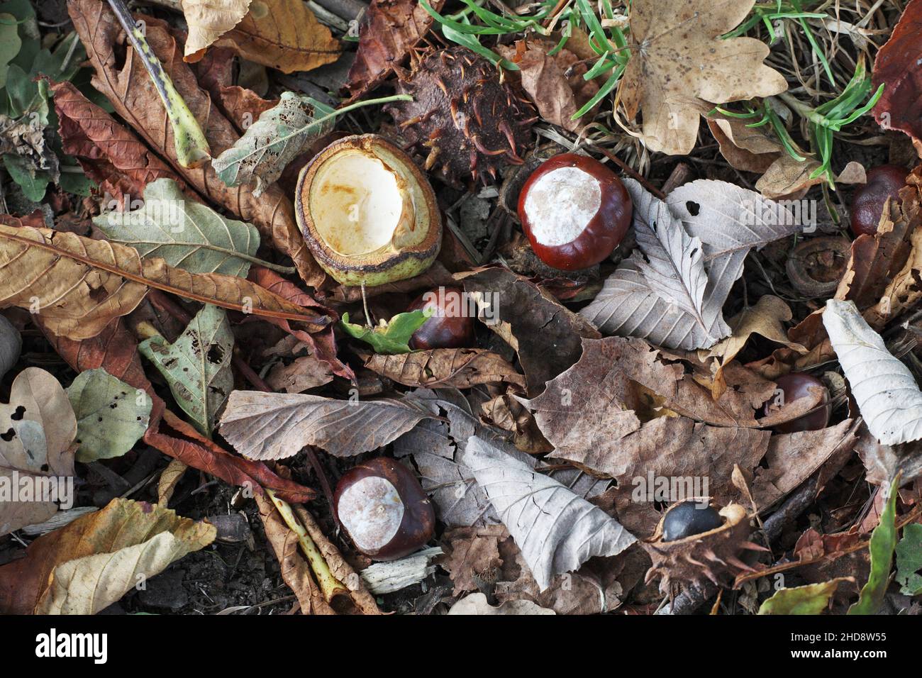 Le Marronnier Aesculus hippocastanum fruit Banque D'Images