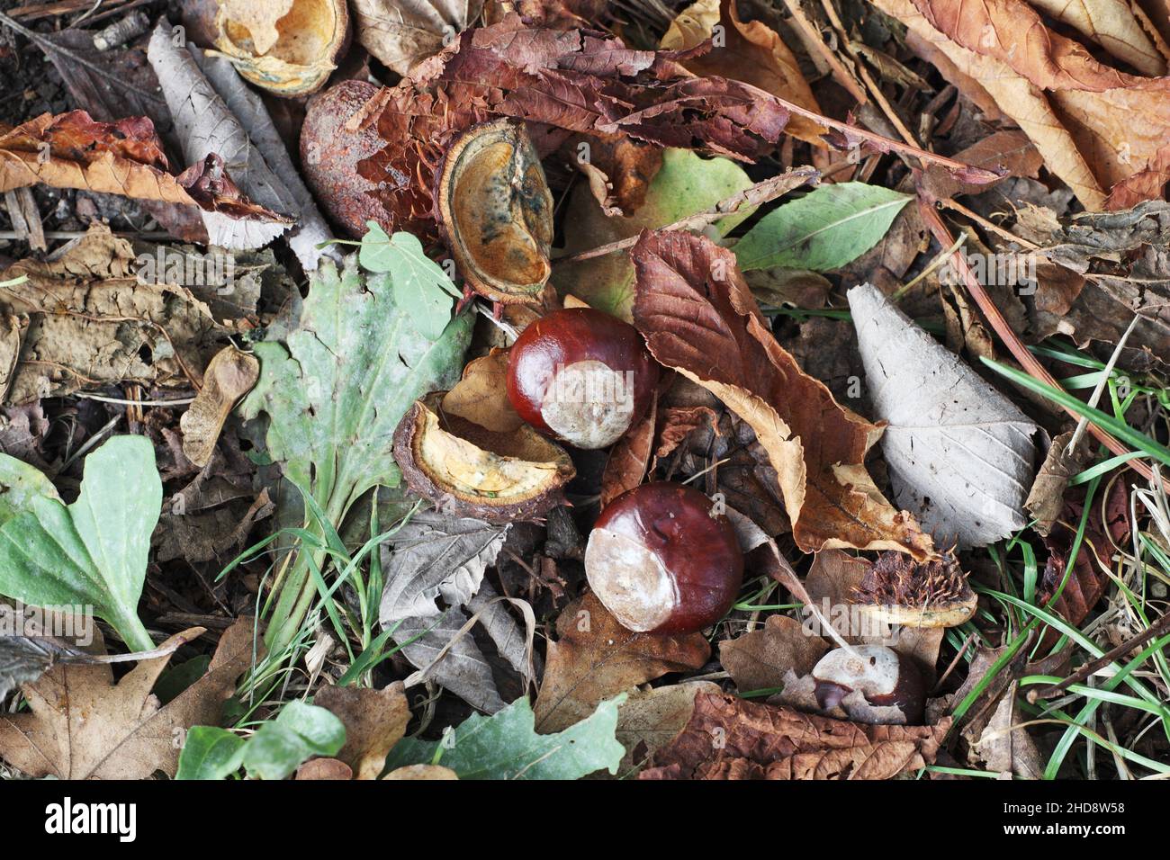 Le Marronnier Aesculus hippocastanum fruit Banque D'Images