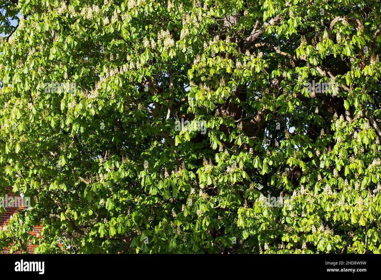 Châtaigne de cheval Aesculus hippocastanum en fleur Ringwood Hampshire Angleterre Royaume-Uni Banque D'Images