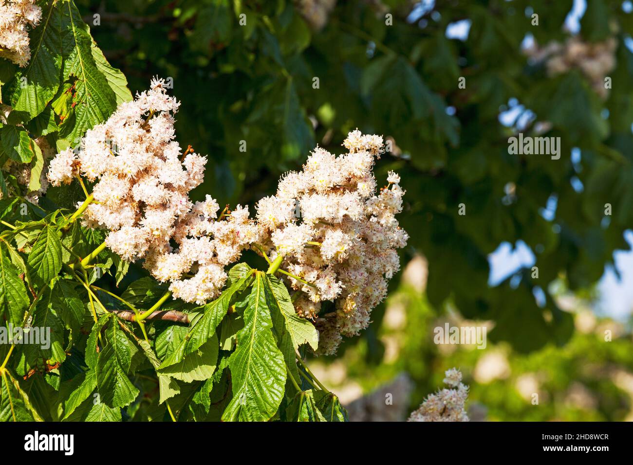 Aesculus hippocastanum marronnier fleurs Ringwood Hampshire England UK Mai 2015 Banque D'Images