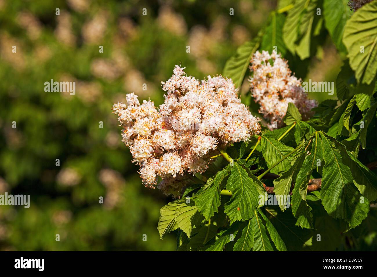 Aesculus hippocastanum marronnier fleurs Ringwood Hampshire England UK Mai 2015 Banque D'Images