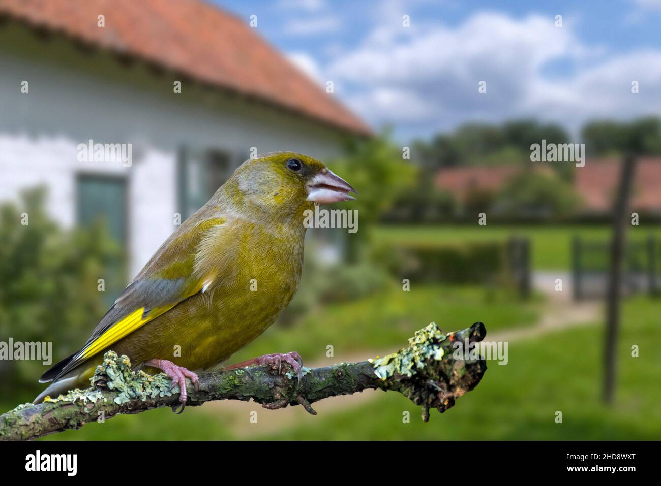 Mâle verdfinch européen (Chloris chloris / Carduelis chloris) perché dans un arbre dans un jardin Banque D'Images