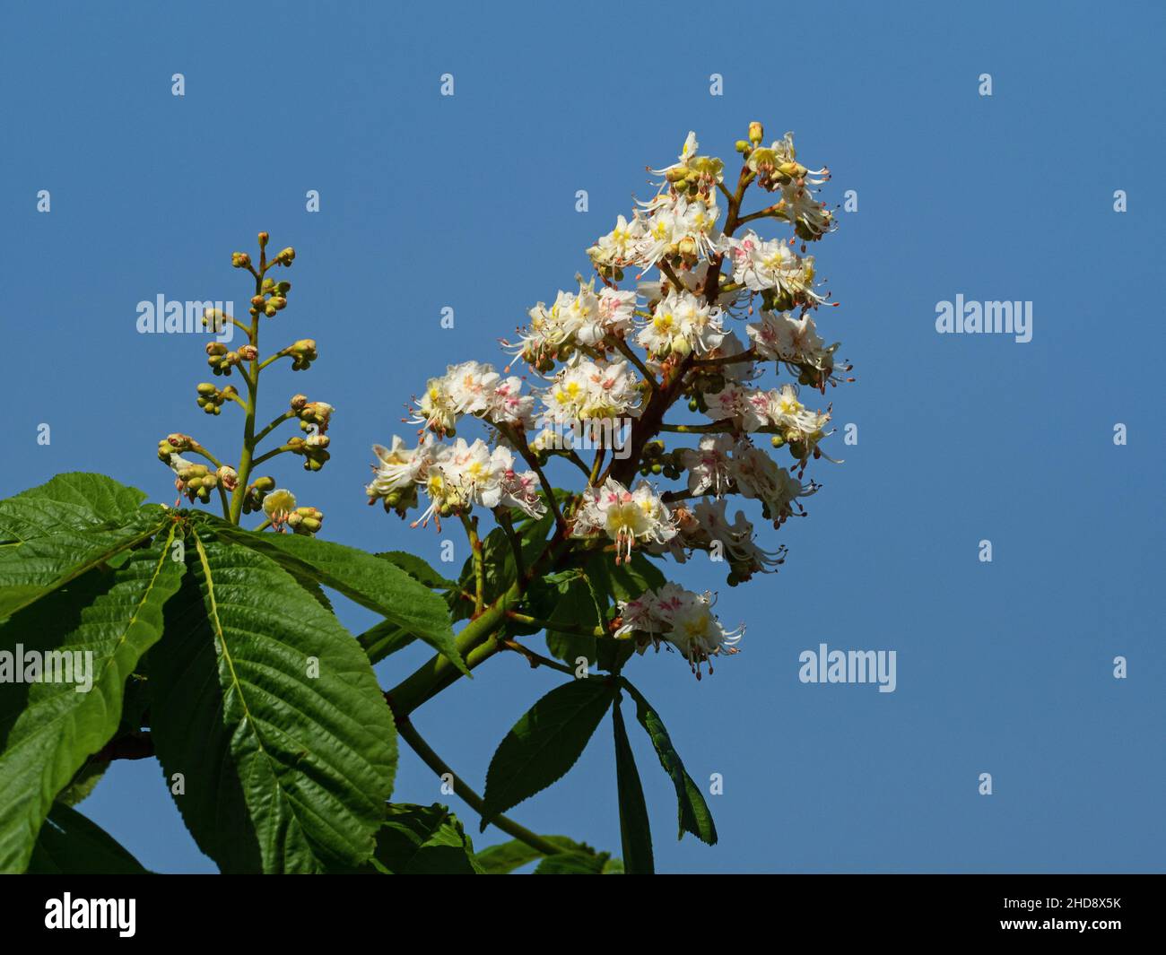 Châtaignier de cheval Aesculus hippocastanum fleurs, Kingsfield, Ringwood, Hampshire, Angleterre,Royaume-Uni, avril 2020 Banque D'Images