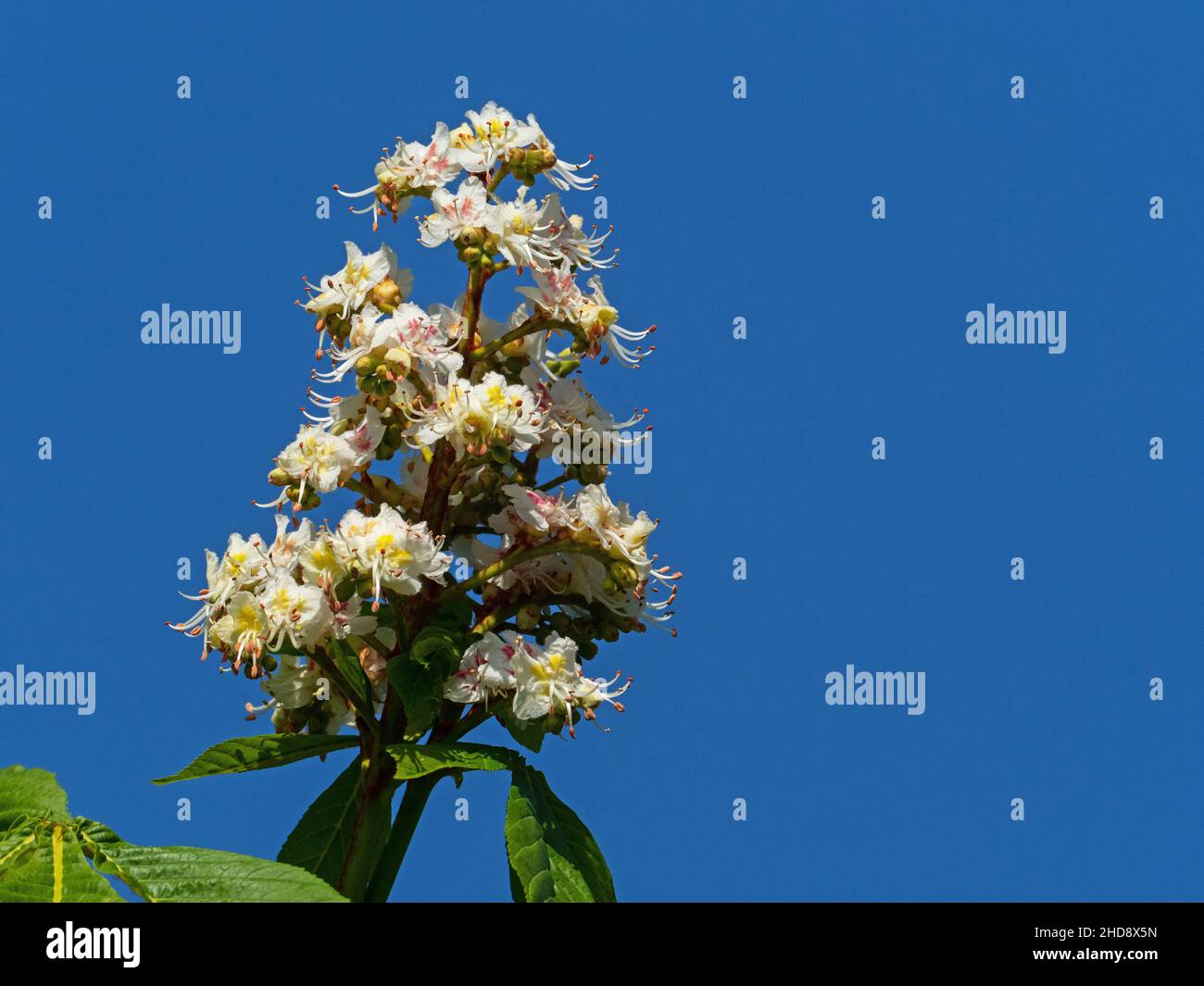 Châtaignier de cheval Aesculus hippocastanum fleurs, Kingsfield, Ringwood, Hampshire, Angleterre,Royaume-Uni, avril 2020 Banque D'Images