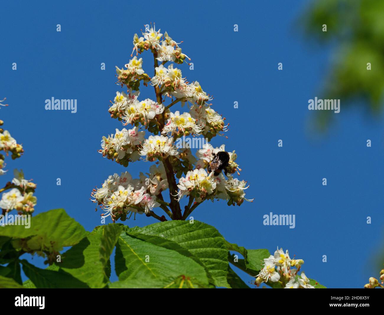Châtaignier de cheval Aesculus hippocastanum fleurs, Kingsfield, Ringwood, Hampshire, Angleterre,Royaume-Uni, avril 2020 Banque D'Images
