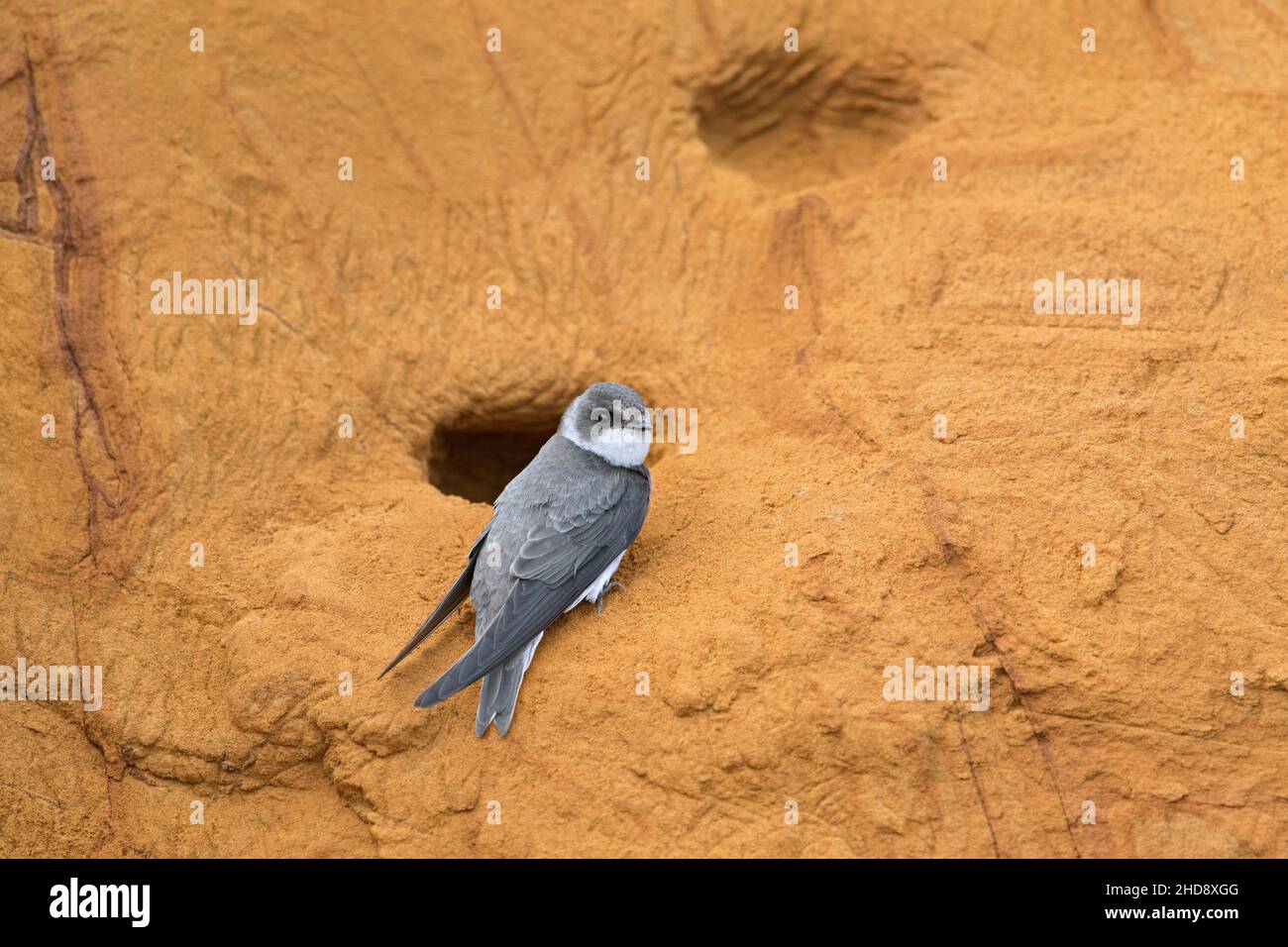 Sable européen martin / hirondelle de rive (Riparia riparia / Hirundo riparia) à l'entrée du nid dans une colonie de reproduction faite en front de falaise de sable fin au printemps Banque D'Images