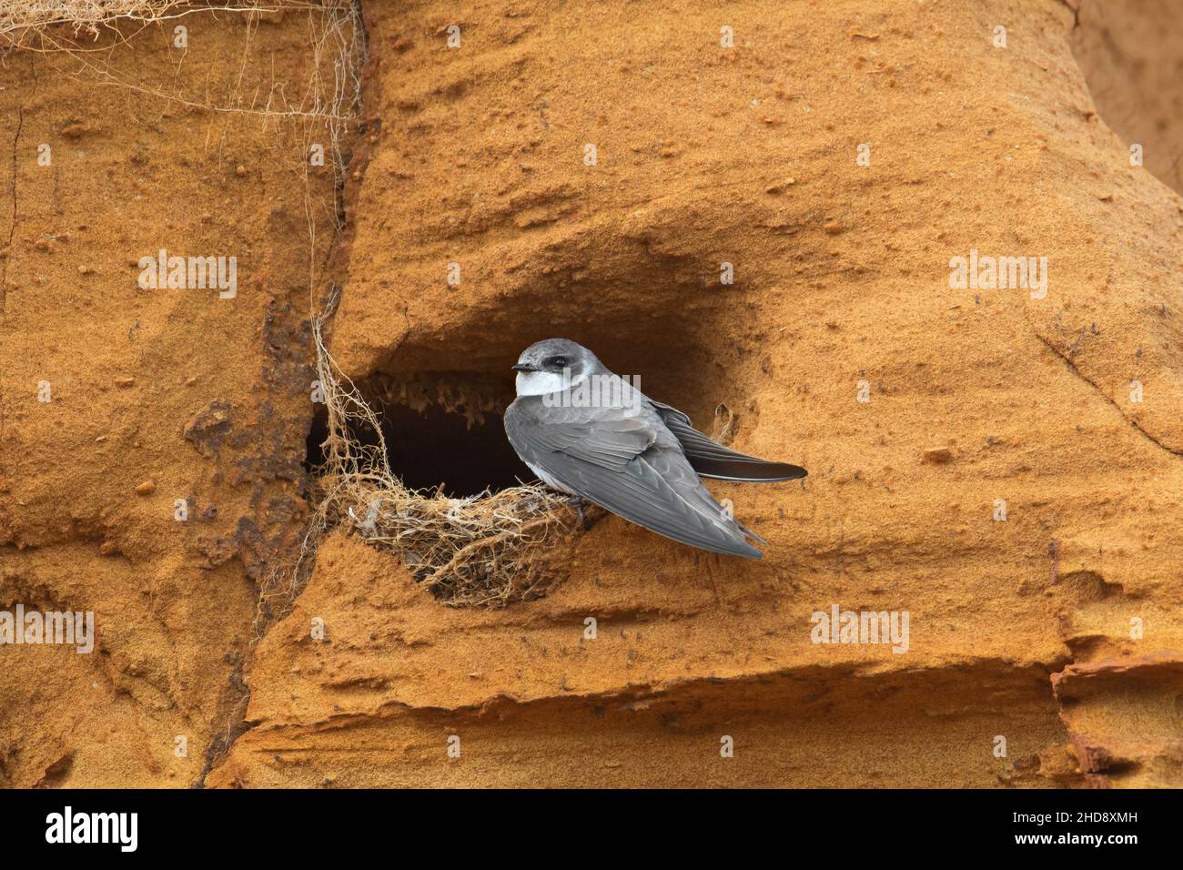 Hirondelle des falaises dans son nid Banque de photographies et d — free download