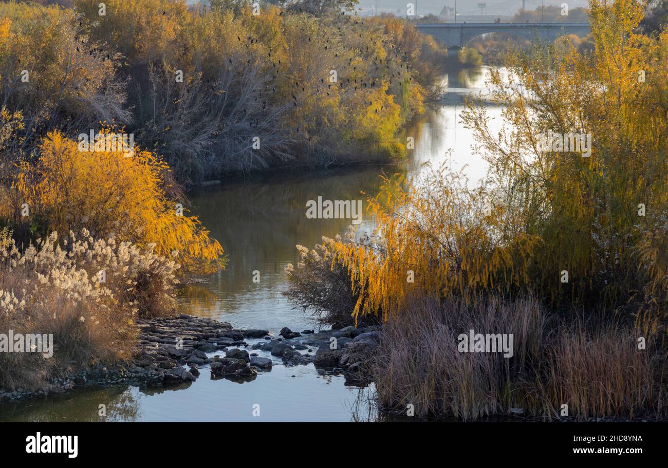 CORDOBA ANDALOUSIE ESPAGNE EN HIVER VUE SUR LE NOUVEAU PONT GUADALQUIVIR FLEUVE ET LES ARBRES DU PONT ROMAIN PUENTE ROMANO Banque D'Images