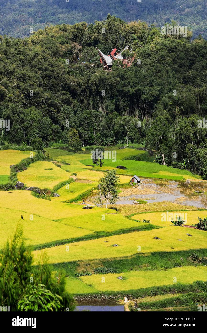 La maison Tongkonan se trouve à Lempo, dans les rizières en terrasses de Batutonga, au nord de Rantepao.Batutumonga, Rantepao, Toraja, Sulawesi du Sud, Indonésie Banque D'Images
