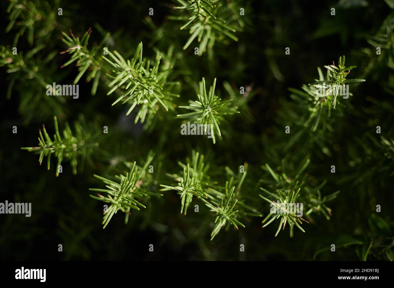 Une plante de romarin photographiée d'en haut montrant les feuilles ressemblant à des aiguilles Banque D'Images