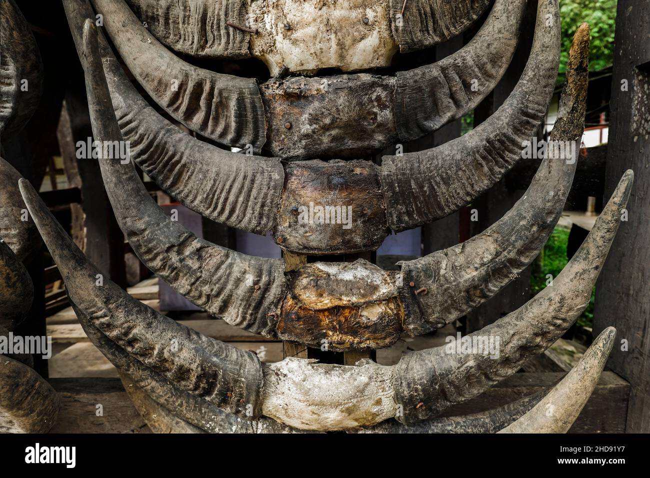 Cornes de buffle sacrifiées en cérémonie sur le statut élevé tongkonan traditonal famille home nr Rantepao.La'bo, Rantepao, Toraja, Sulawesi du Sud, Indonésie Banque D'Images