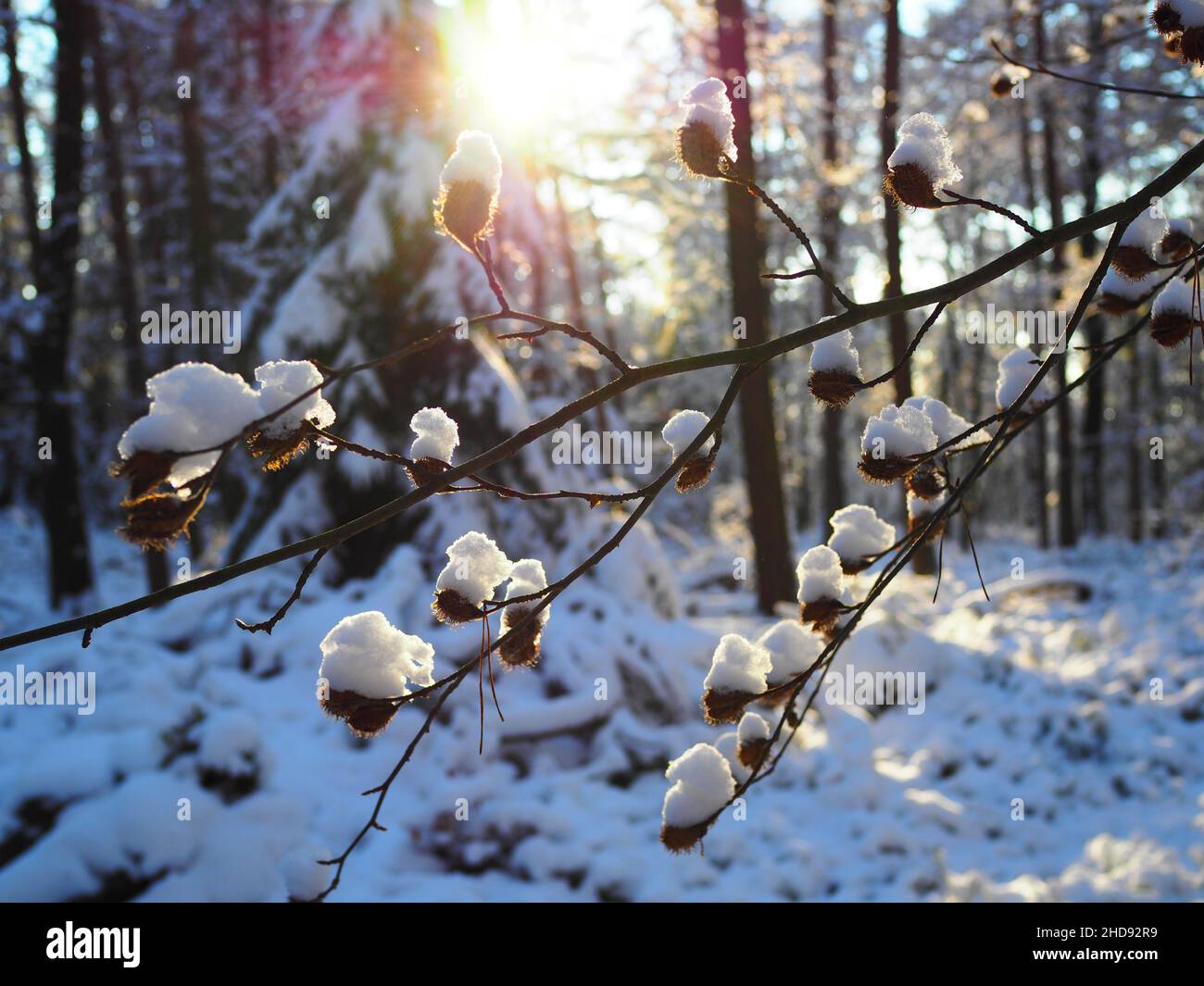 Winter Wonderland, Country Landscape Allemagne #sehnsuchtsrouten #aroundtheworld #Winter #heimat #wanderlust #hinterland #Authentic #fernweh #slowTravel Banque D'Images