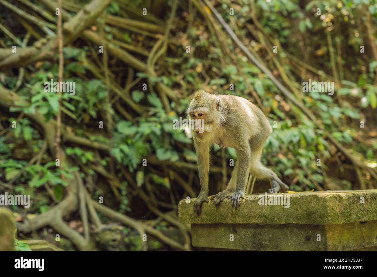 Les macaques à longue queue Macaca fascicularis dans Sacred Monkey Forest, Ubud, Indonésie Banque D'Images