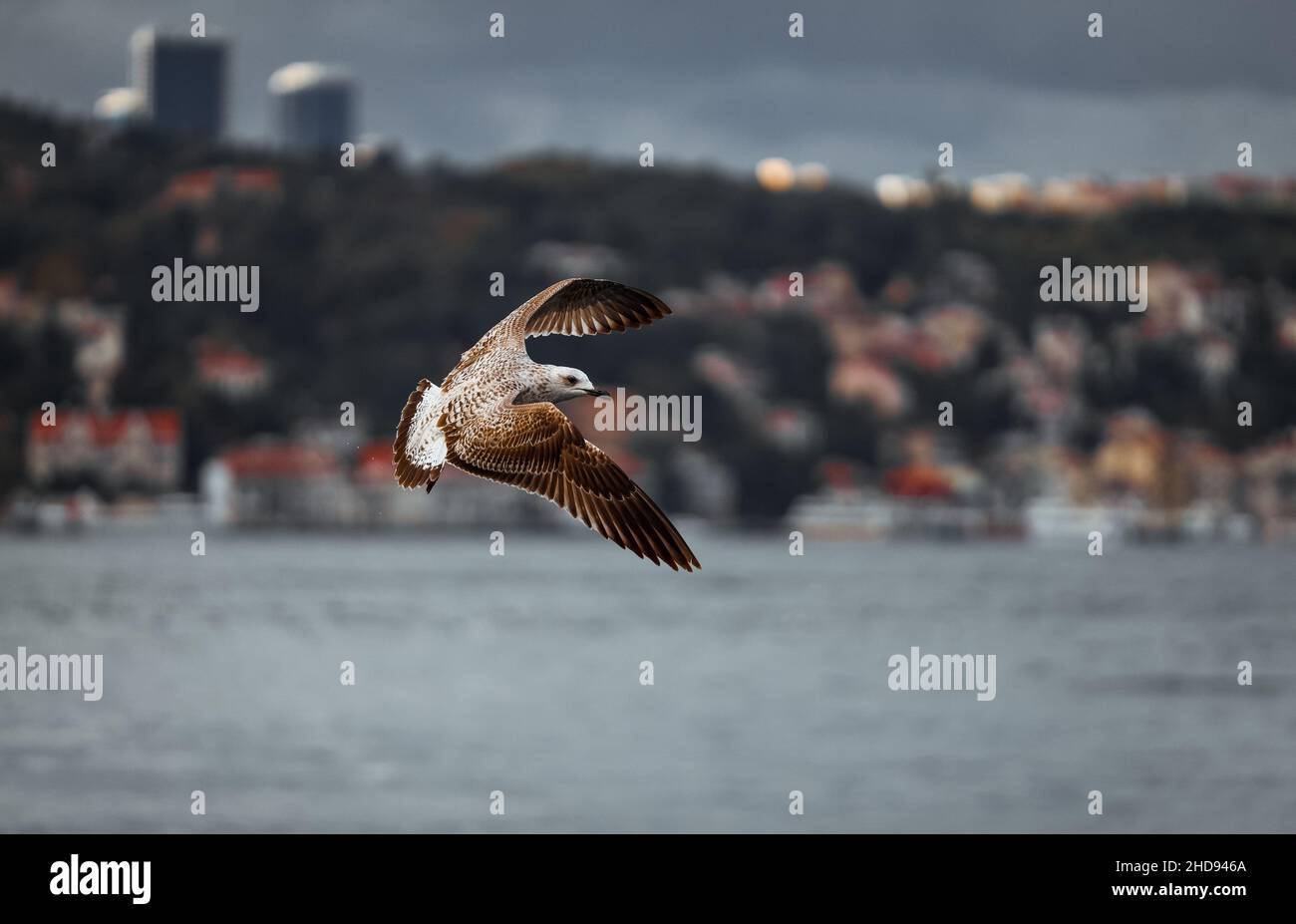 Gros plan de la tête de Vega, de la tête de Sibérie orientale ou de la tête de hareng de Sibérie orientale, Larus vegae. Banque D'Images