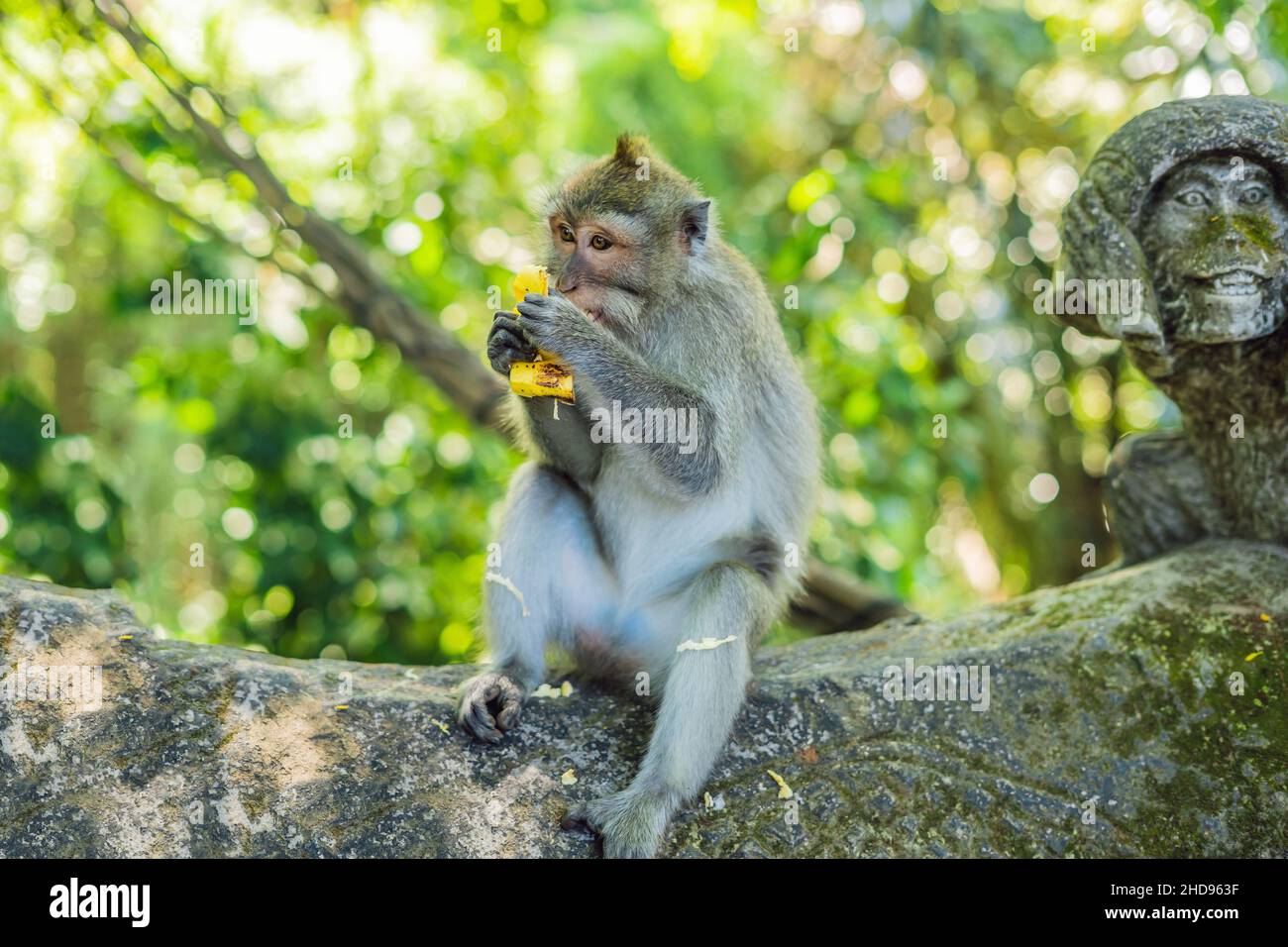 Les macaques à longue queue Macaca fascicularis dans Sacred Monkey Forest, Ubud, Indonésie Banque D'Images