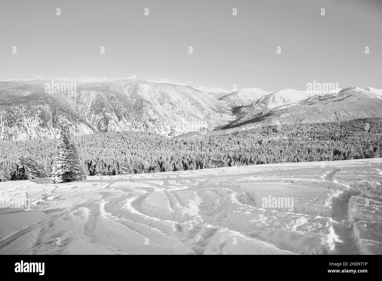 Vue imprenable sur les arbres et les champs enneigés du parc de ski d'Aspen Colorado, Colorado, aux États-Unis Banque D'Images