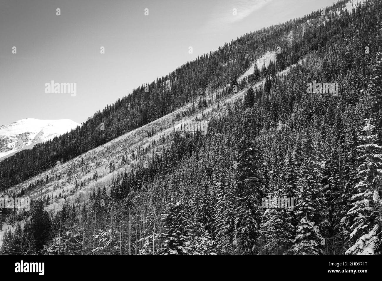 Vue imprenable sur les arbres et les champs enneigés du parc de ski d'Aspen Colorado, Colorado, aux États-Unis Banque D'Images