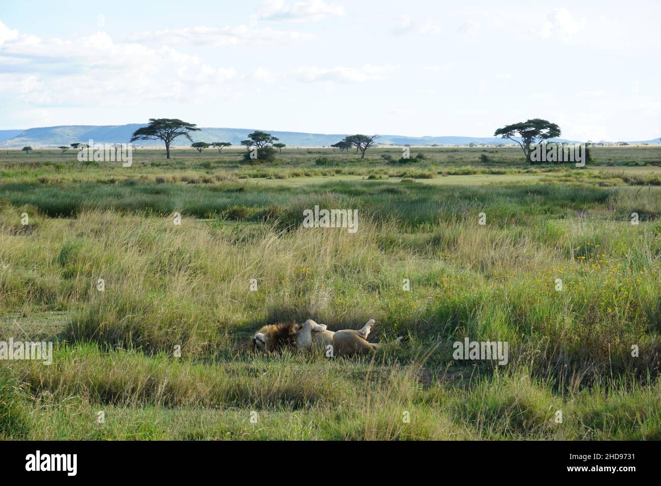 Somnin de lion mâle paresseux dans la Savanna du Serengeti, Tanzanie 2021 Banque D'Images