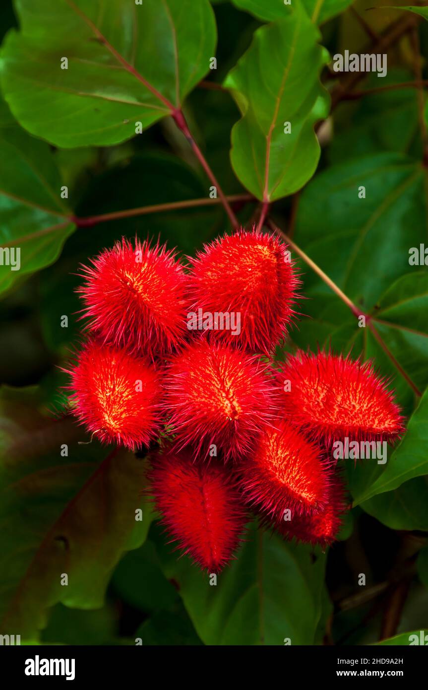 Le fruit rouge de la Bixa orellana, également connu sous le nom d'achiote ou de rouge à lèvres au Costa Rica, en Amérique centrale. Banque D'Images