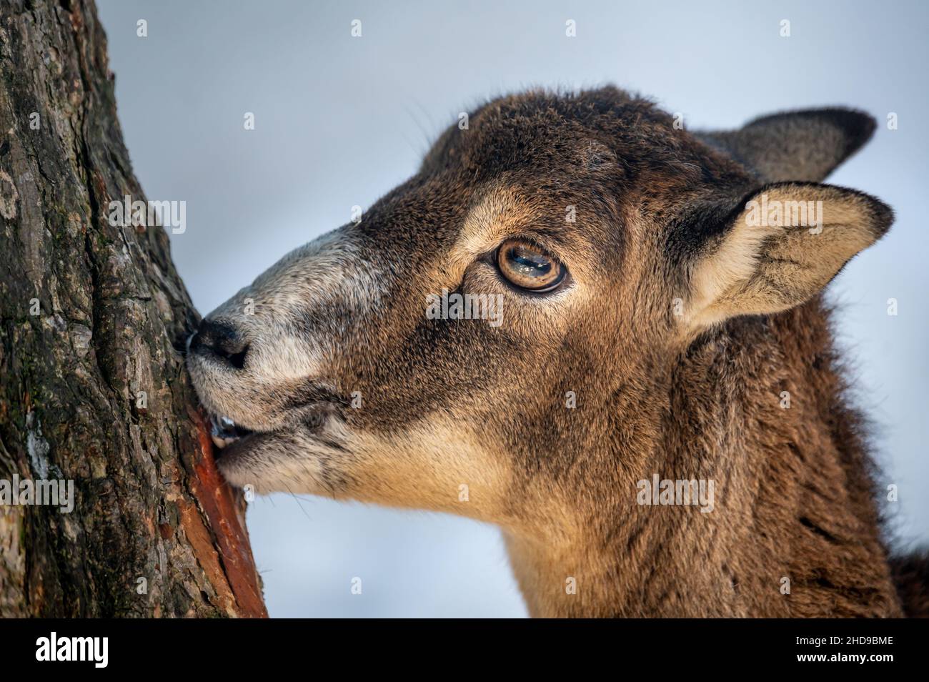 Portrait d'un mouton.Mouflon européen de Corse.Une femelle Ovis aries musimon écorce de pâturage.Ambiance tranquille. Banque D'Images