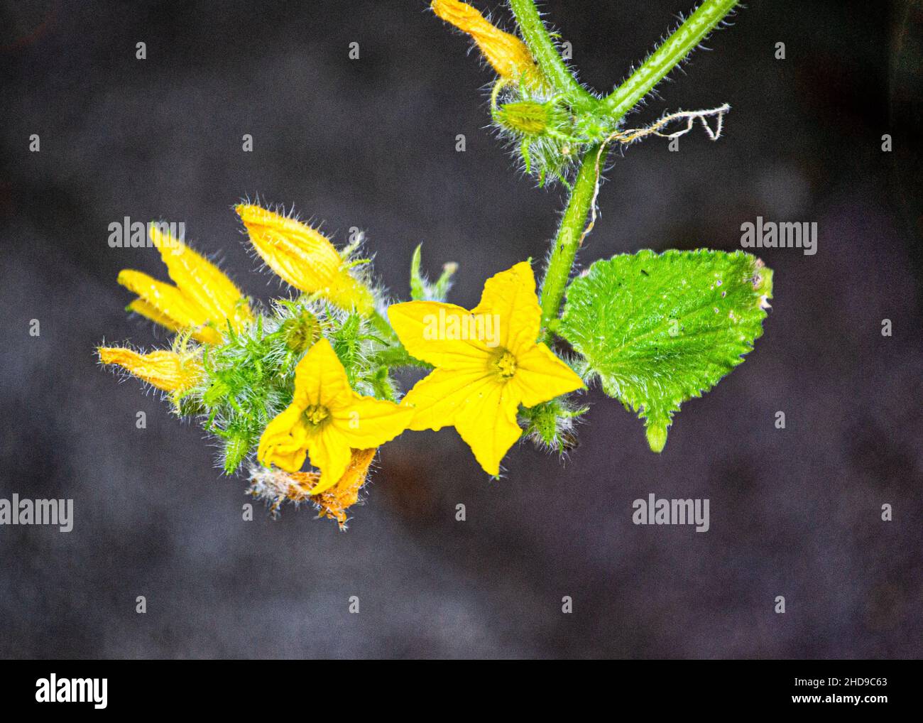 Fleurs jaunes de concombres, jeunes ovaires sur un fouet. Banque D'Images