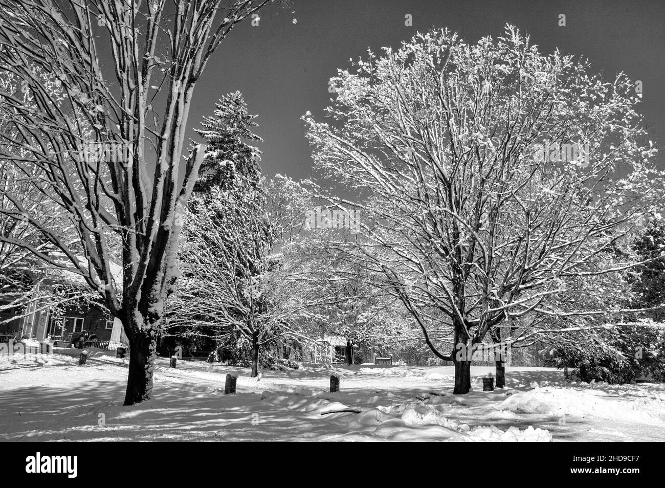 Scène d'hiver en noir et blanc Banque D'Images