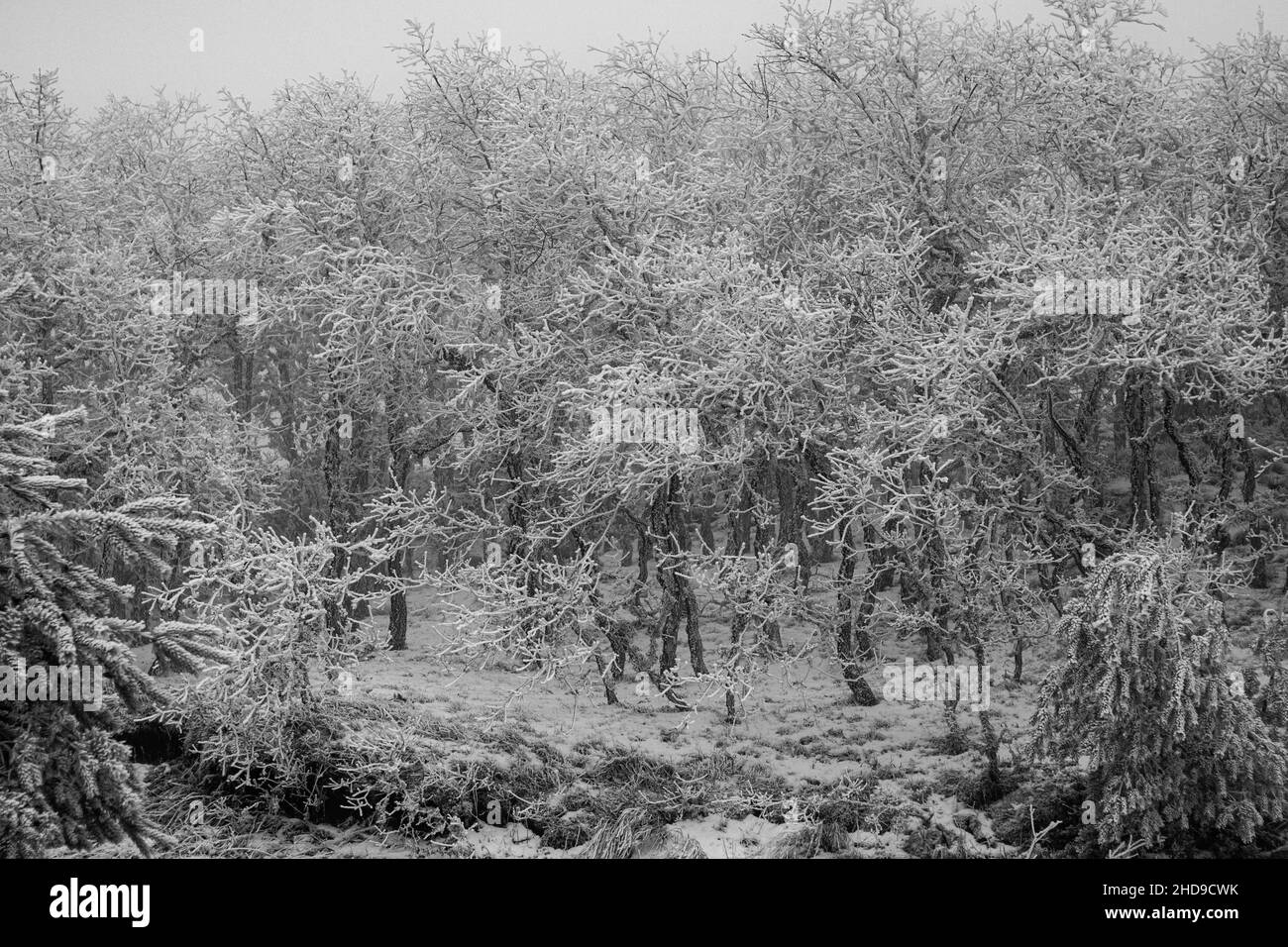 Vue enneigée des arbres couverts de neige à Braganca, Portugal, par une journée d'hiver avec un ciel brumeux et brumeux Banque D'Images