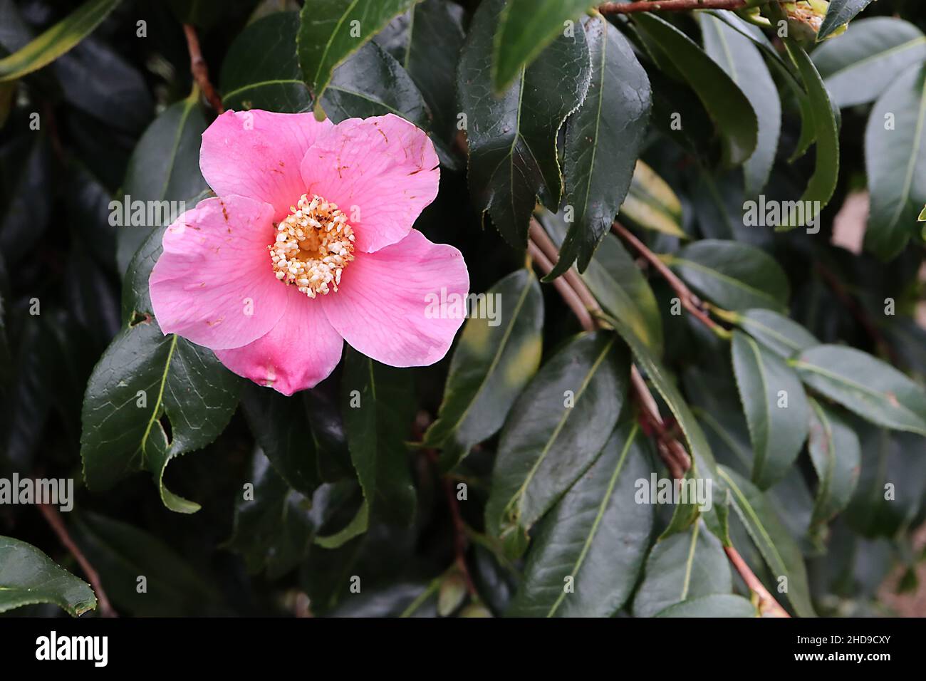Camellia japonica ‘Kingyo-tsubaki’ Camellia Kingyo Tsubaki Fishtail Camellia – rose en forme de tasse fleur simple avec nervures rose foncé, décembre, Angleterre, Banque D'Images