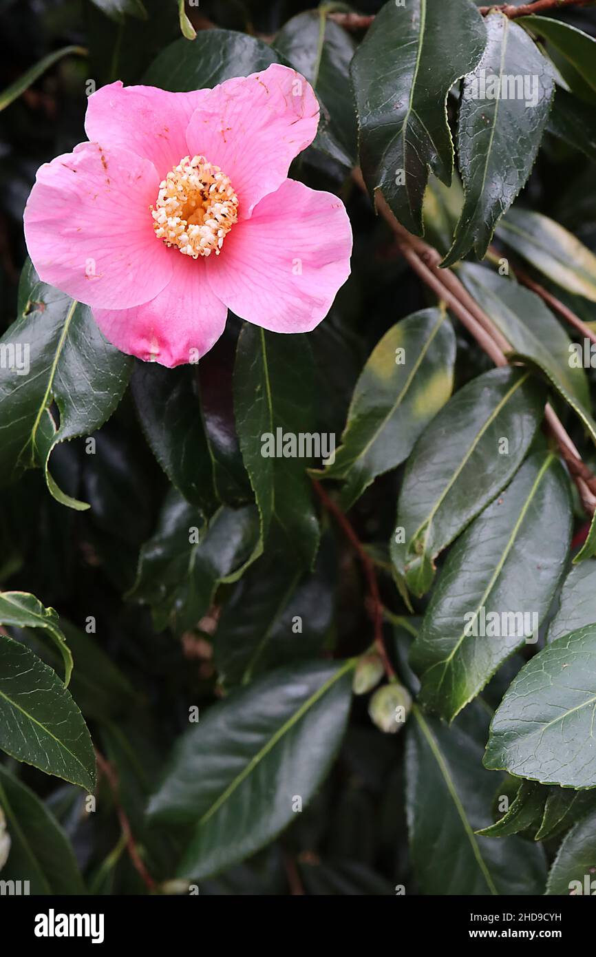 Camellia japonica ‘Kingyo-tsubaki’ Camellia Kingyo Tsubaki Fishtail Camellia – rose en forme de tasse fleur simple avec nervures rose foncé, décembre, Angleterre, Banque D'Images
