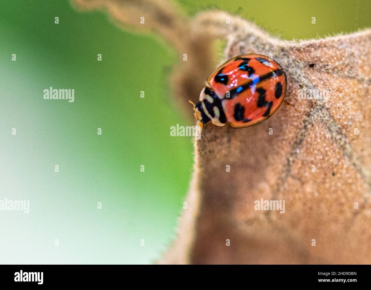 Une coccinelle sur une feuille sèche reposant Banque D'Images