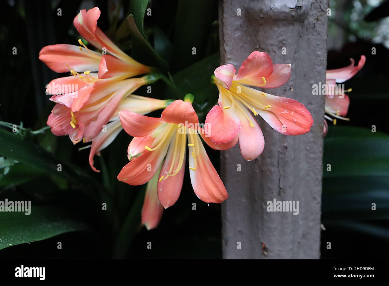 Clivia miniata Natal Lily – fleurs en forme d'entonnoir rose saumon et feuilles brillantes en forme d'épée, décembre, Angleterre, Royaume-Uni Banque D'Images