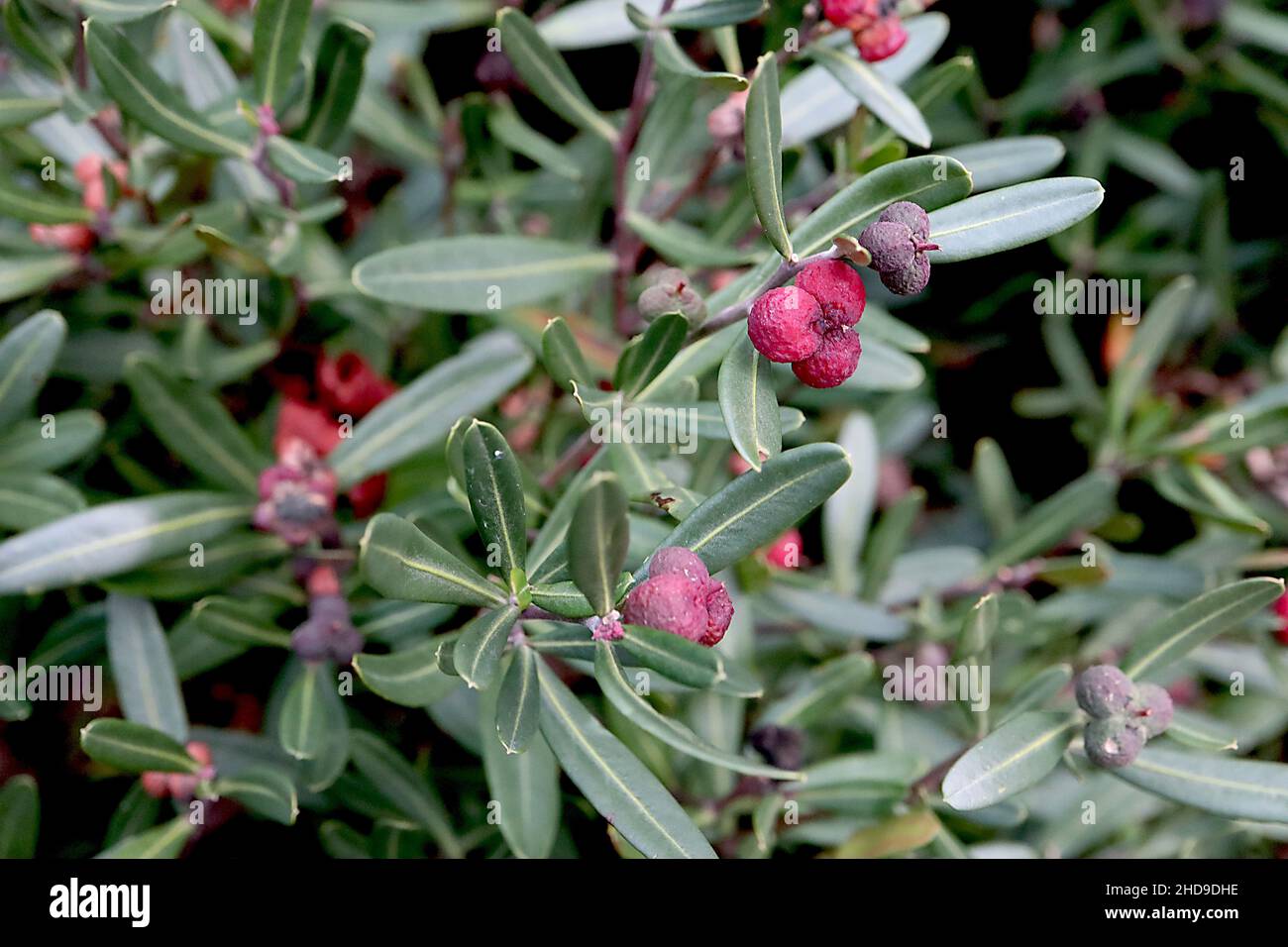 Cneorum tricoccon sphèce olive – têtes de graines roses cramoisi et petites feuilles spatulées, décembre, Angleterre, Royaume-Uni Banque D'Images