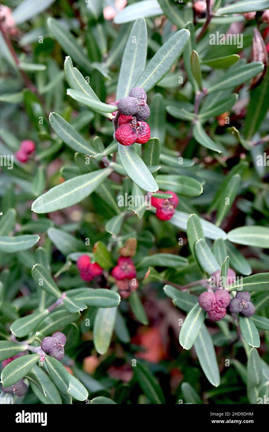 Cneorum tricoccon sphèce olive – têtes de graines roses cramoisi et petites feuilles spatulées, décembre, Angleterre, Royaume-Uni Banque D'Images
