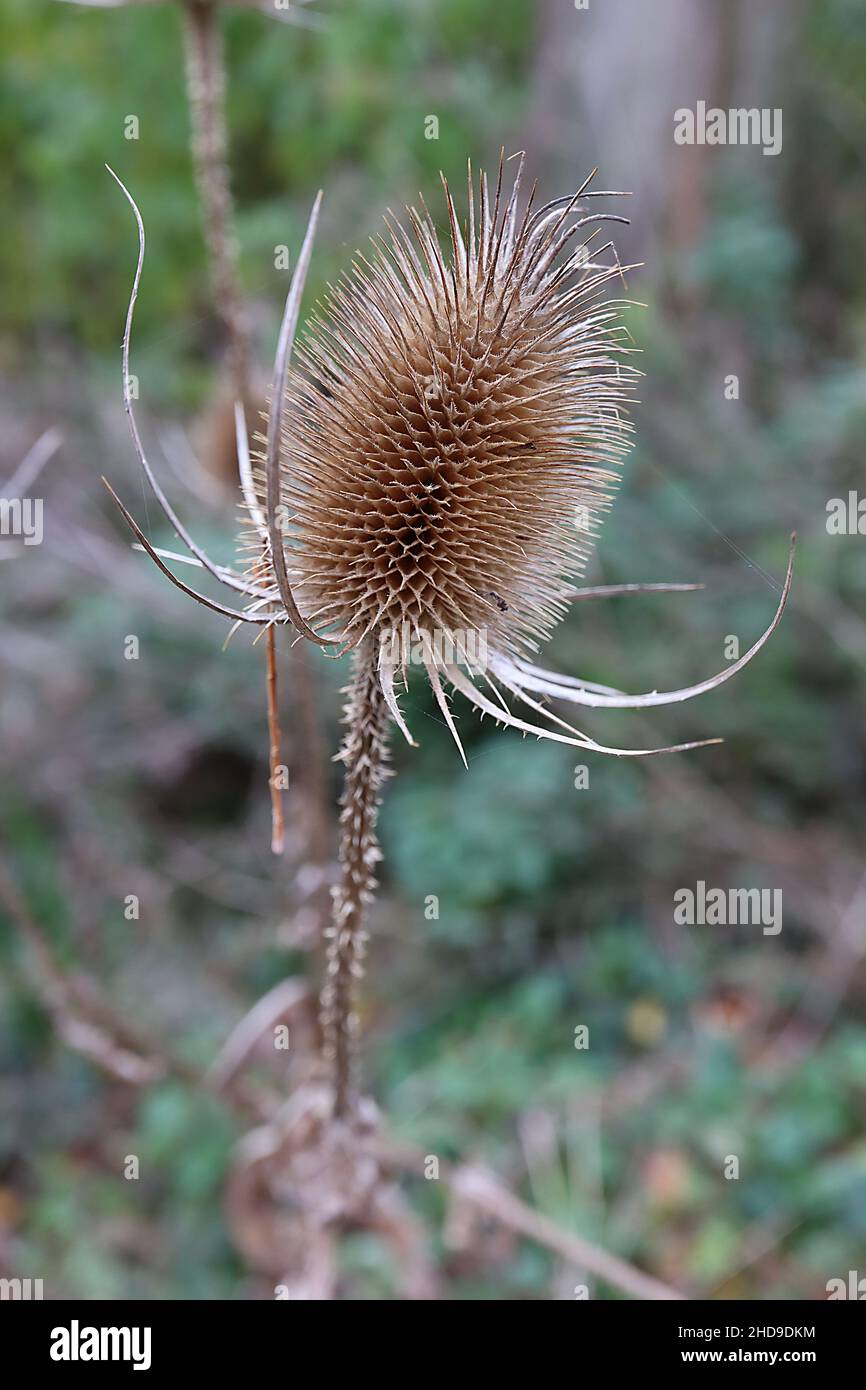 Dipsacus fullonum la cuillère à café de Fuller – buff des actes ovoïdes sur des tiges de bouffe vrillée, décembre, Angleterre, Royaume-Uni Banque D'Images