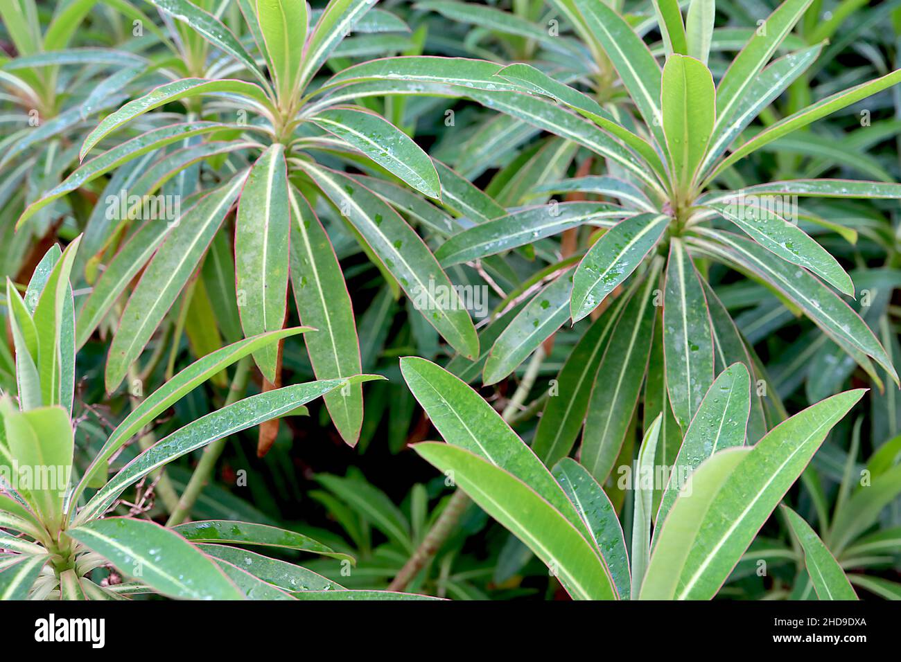 Euphorbia mellifera canari / Estige au miel – arbuste en forme de dôme avec feuilles en forme de lance vert clair et foncé avec veine médiane jaune, décembre, Angleterre, Banque D'Images