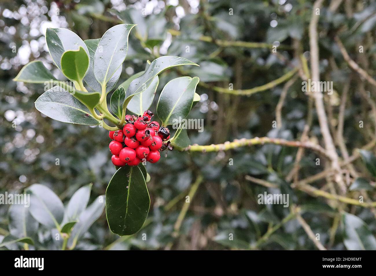 Ilex aquafolium «integrifolia» Holly integrifolia – grappe de baies rouges brillantes et de feuilles vertes brillantes à pointe épineuse, branches verticales, Royaume-Uni Banque D'Images