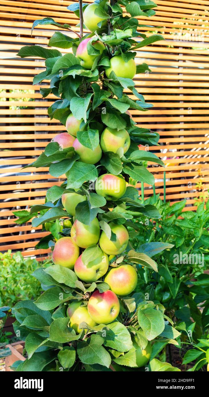 Pommier columnaire avec photo verticale des fruits sur un fond de planches en bois.Pomme columnaire hybride pleine longueur dans un jardin d'été.Pommes mûres Banque D'Images