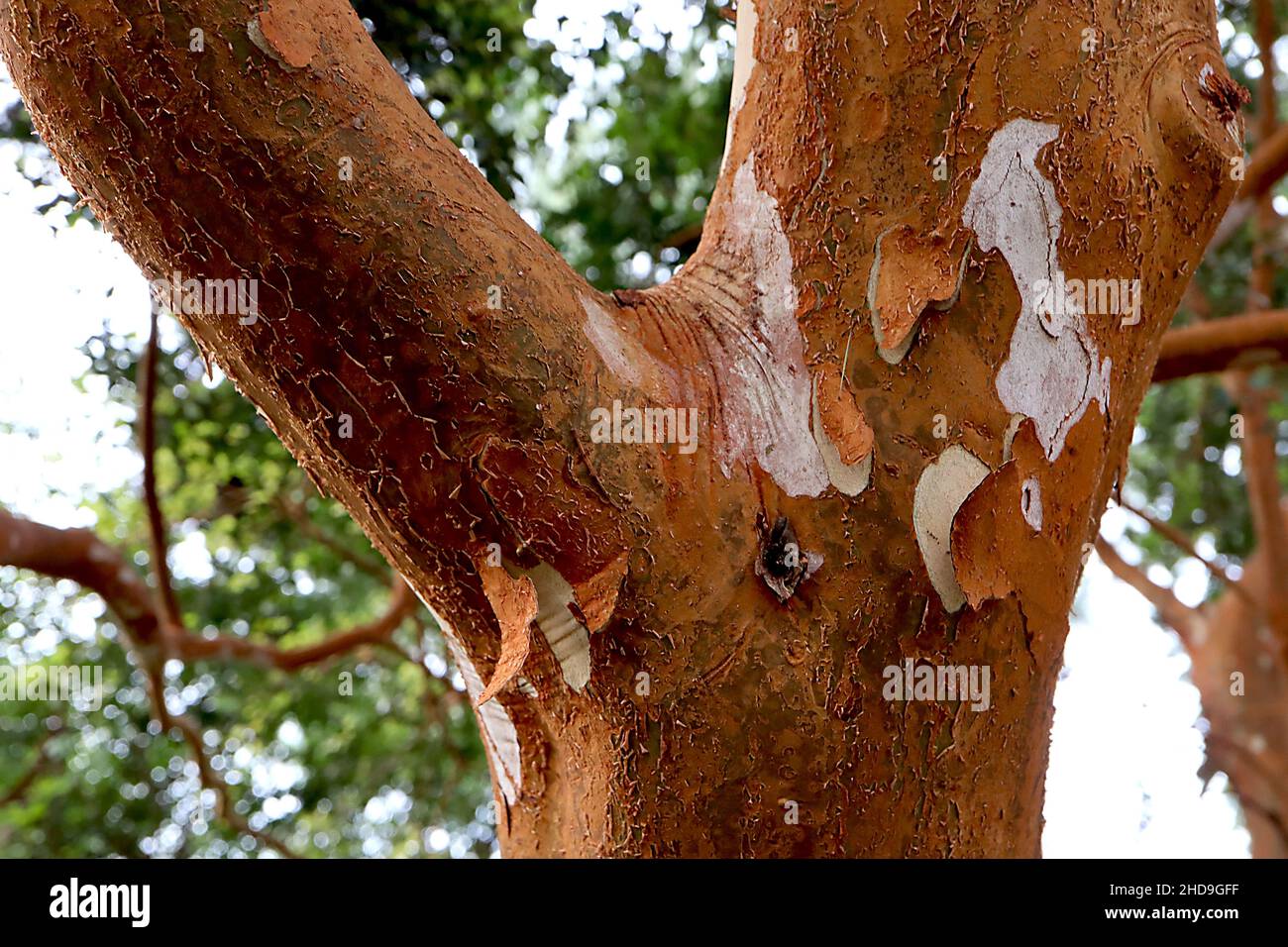Luma apiculata myrte chilienne / temu - trunk à plusieurs tiges brun cuivré avec écorce de crème lisse, décembre, Angleterre, Royaume-Uni Banque D'Images
