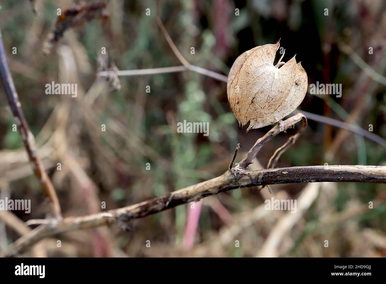 Niandra physalodes shoo-Fly plante – buff papilerie sphérique à bords tranchants et striées calyces, décembre, Angleterre, Royaume-Uni Banque D'Images
