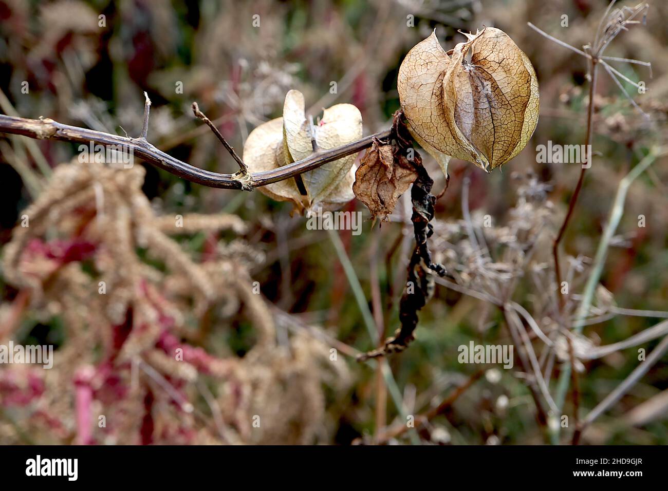 Niandra physalodes shoo-Fly plante – buff papilerie sphérique à bords tranchants et striées calyces, décembre, Angleterre, Royaume-Uni Banque D'Images