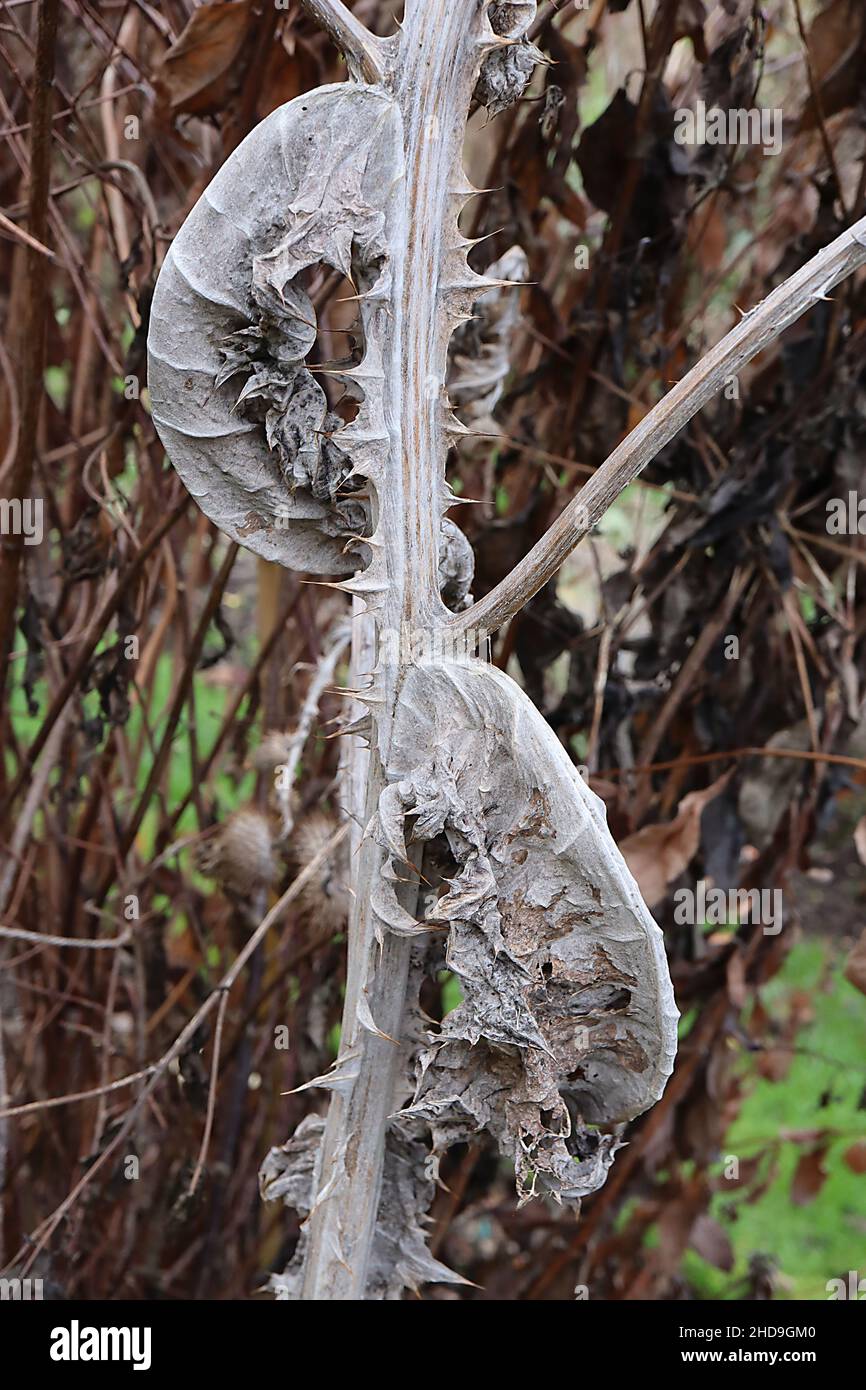 Onopordum acanthium cotton / Scotch Thistle – feuilles grises ratées sur tiges de pointes à toile, décembre, Angleterre, Royaume-Uni Banque D'Images