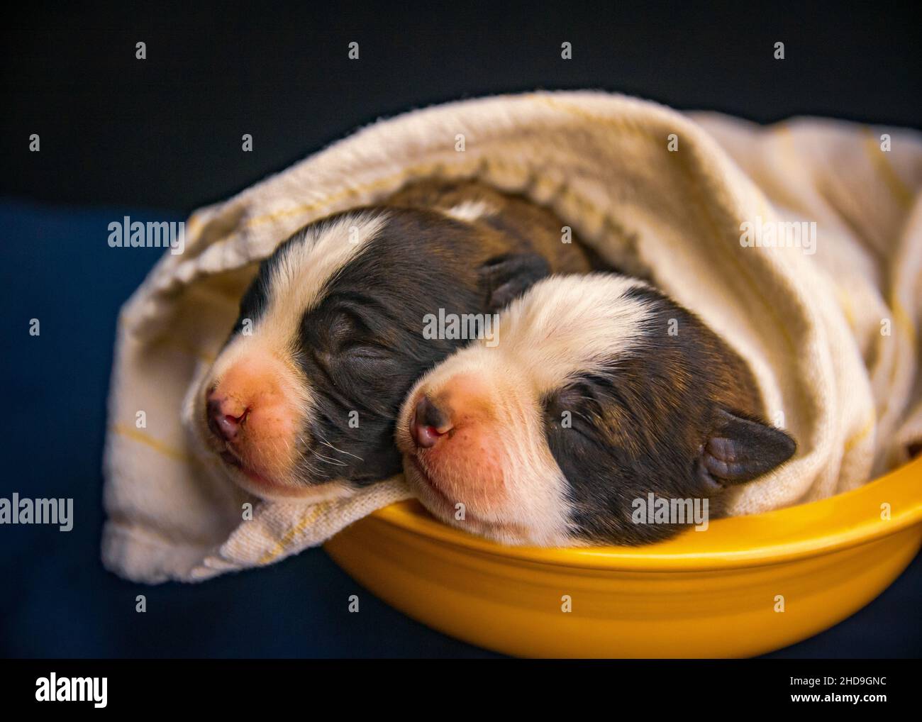 Foyer peu profond des chiots nouveau-nés dans un bol recouvert d'une couverture Banque D'Images