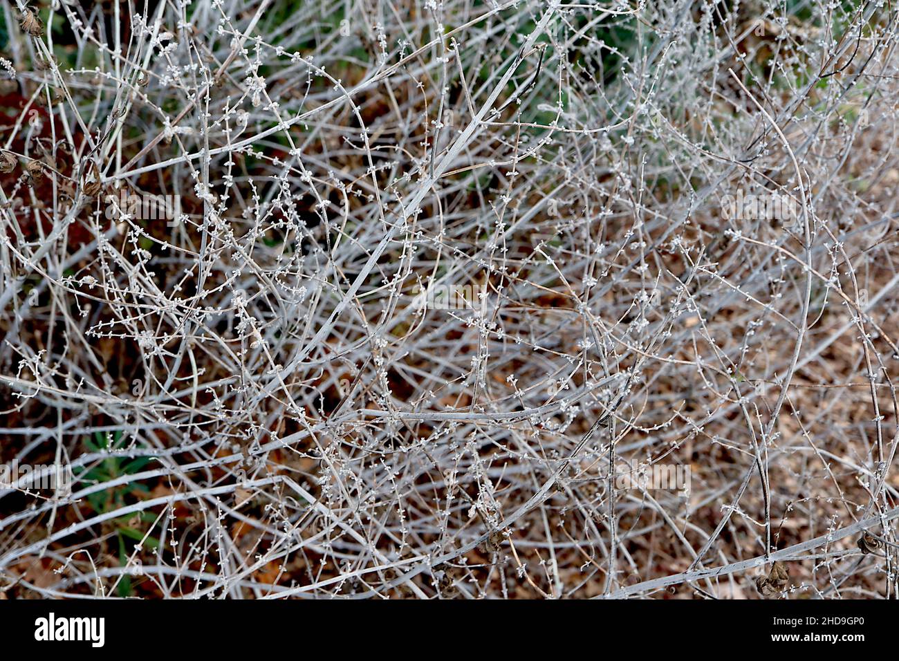 Perovskia atriplicifolia Salvia yangii sauge russe – minuscules calyces gris argenté sur de grandes tiges grises argentées, décembre, Angleterre, Royaume-Uni Banque D'Images