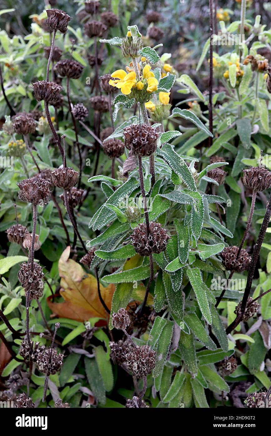 Phlomis longifolia sauge de Jérusalem à feuilles longues et feuilles elliptiques vert clair et vert foncé, décembre, Angleterre, Royaume-Uni Banque D'Images