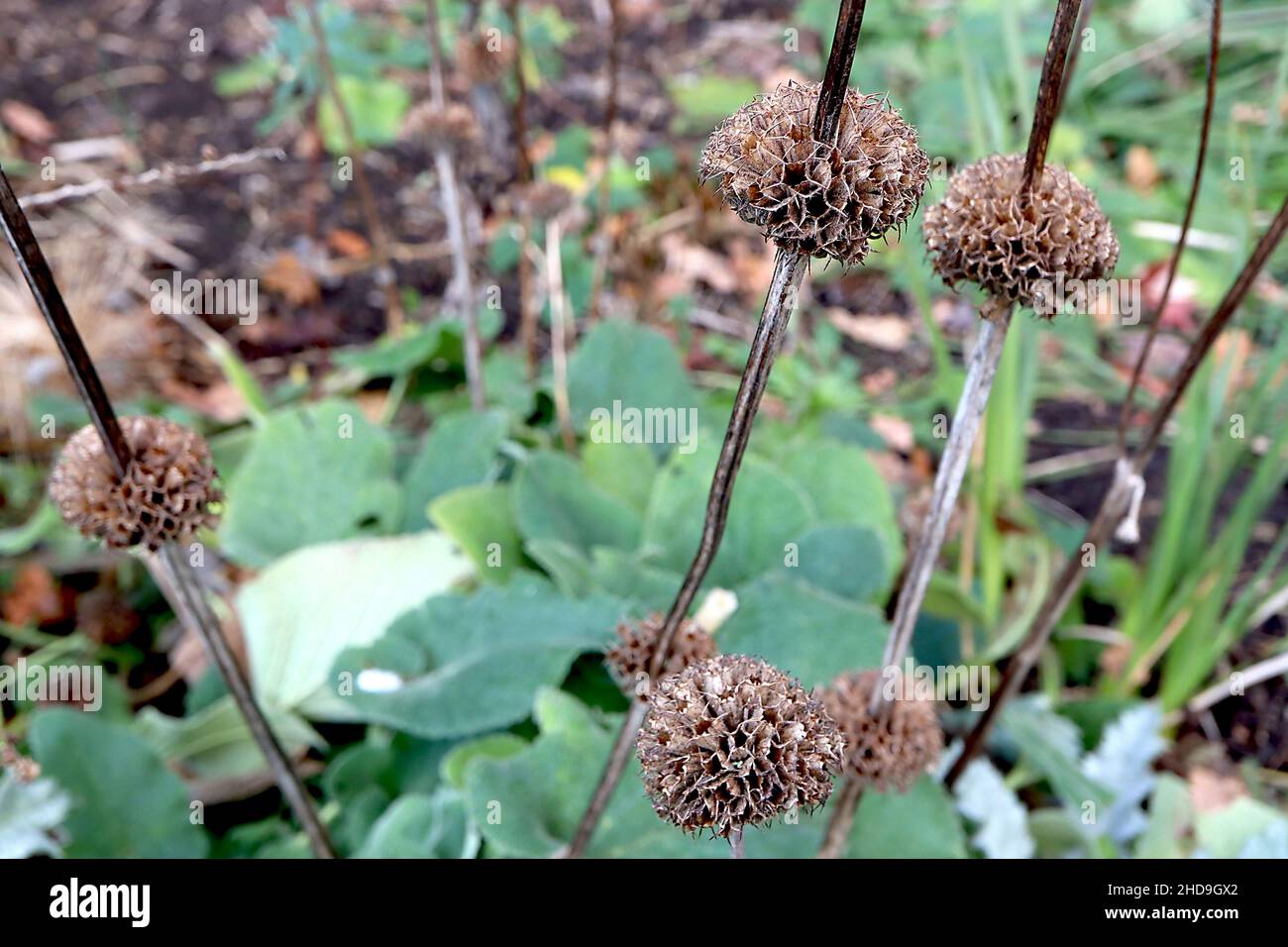 Phlomis russeliana sauge turque – pointes interrompues de tourbillons de pompons secs et de feuilles basales ovales mi-vertes, décembre, Angleterre, Royaume-Uni Banque D'Images