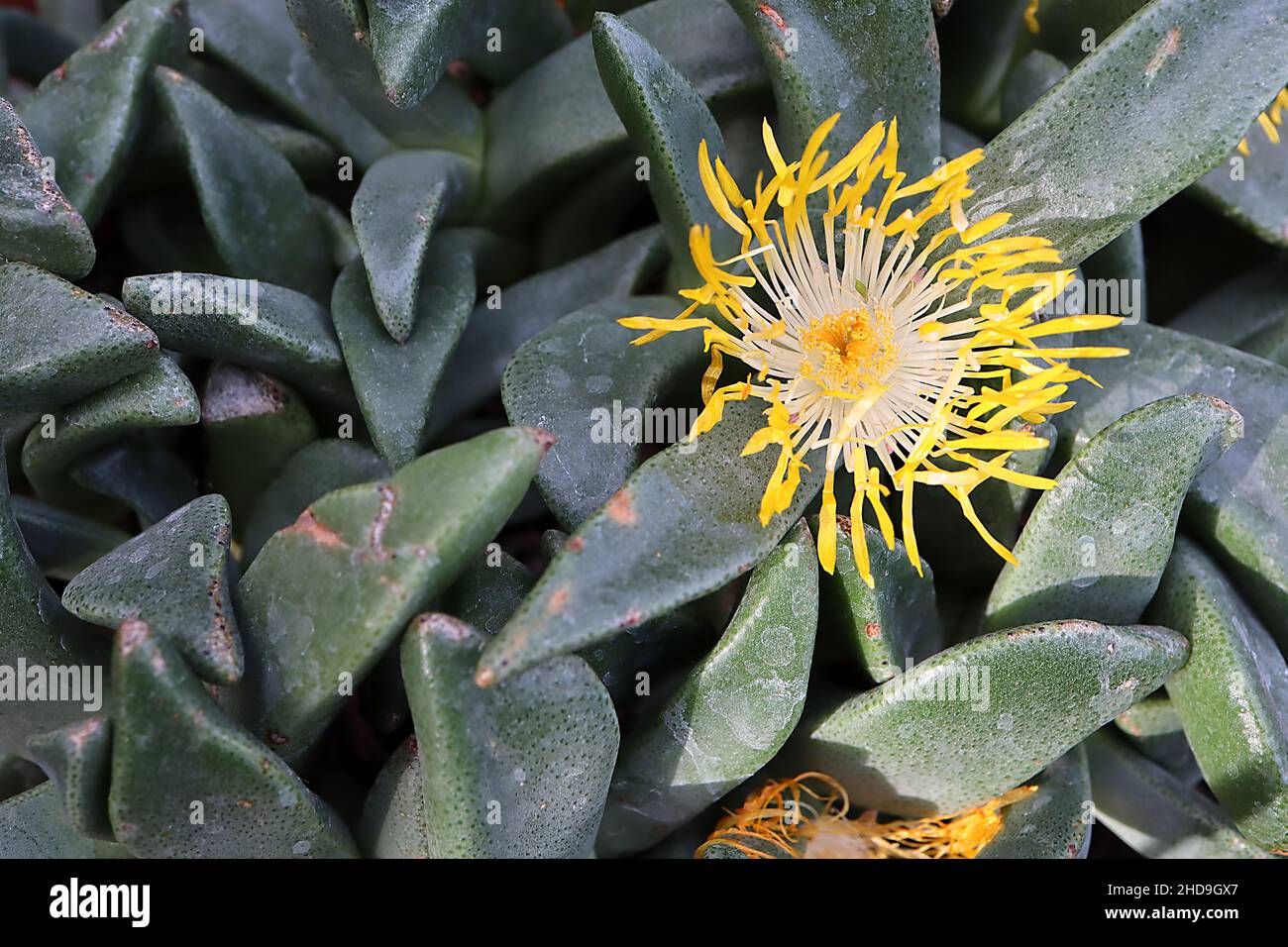 Pleiospilos compactus mimicry plante / roche vivante – fleurs blanches avec des bouts jaunes de cuillère, feuilles succulentes aux cornes épaisses, décembre, Angleterre, Royaume-Uni Banque D'Images