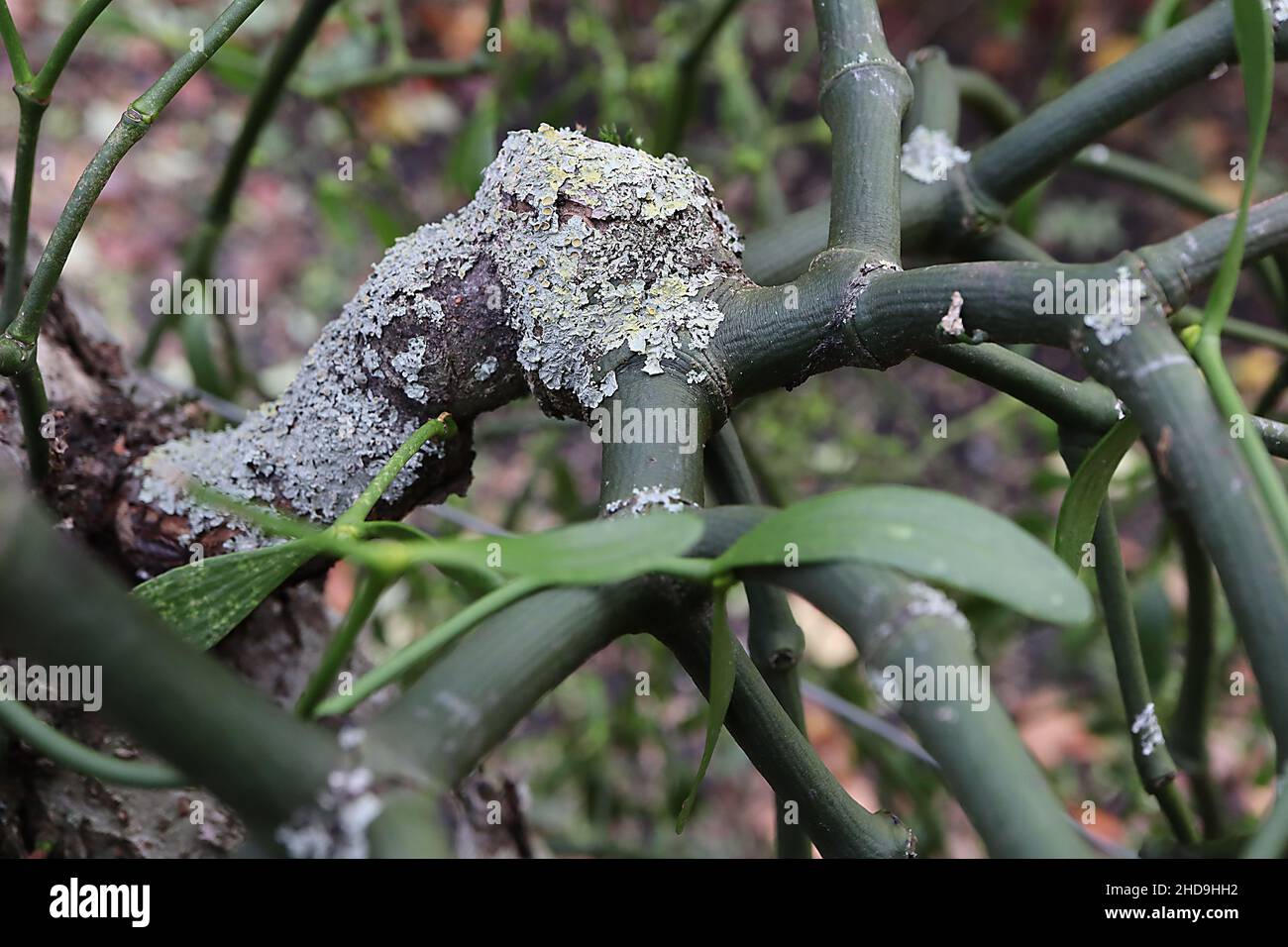 GUI – branche vert foncé provenant de la plante hôte (malus), décembre, Angleterre, Royaume-Uni Banque D'Images