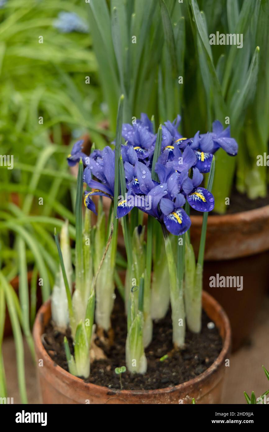 Petites fleurs printanières dans le jardin.Minuscules iris violet-bleu dans  un pot d'argile, Iris reticulata ou iris nain, plante bulbeuse Photo Stock  - Alamy