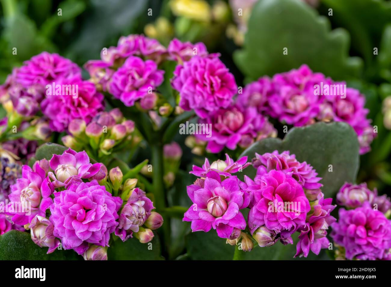 Détail macro des fleurs roses d'un Kalanchoe sur fond vert Banque D'Images